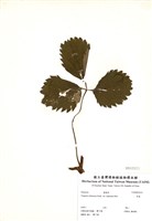 藏品(草莓)的圖片